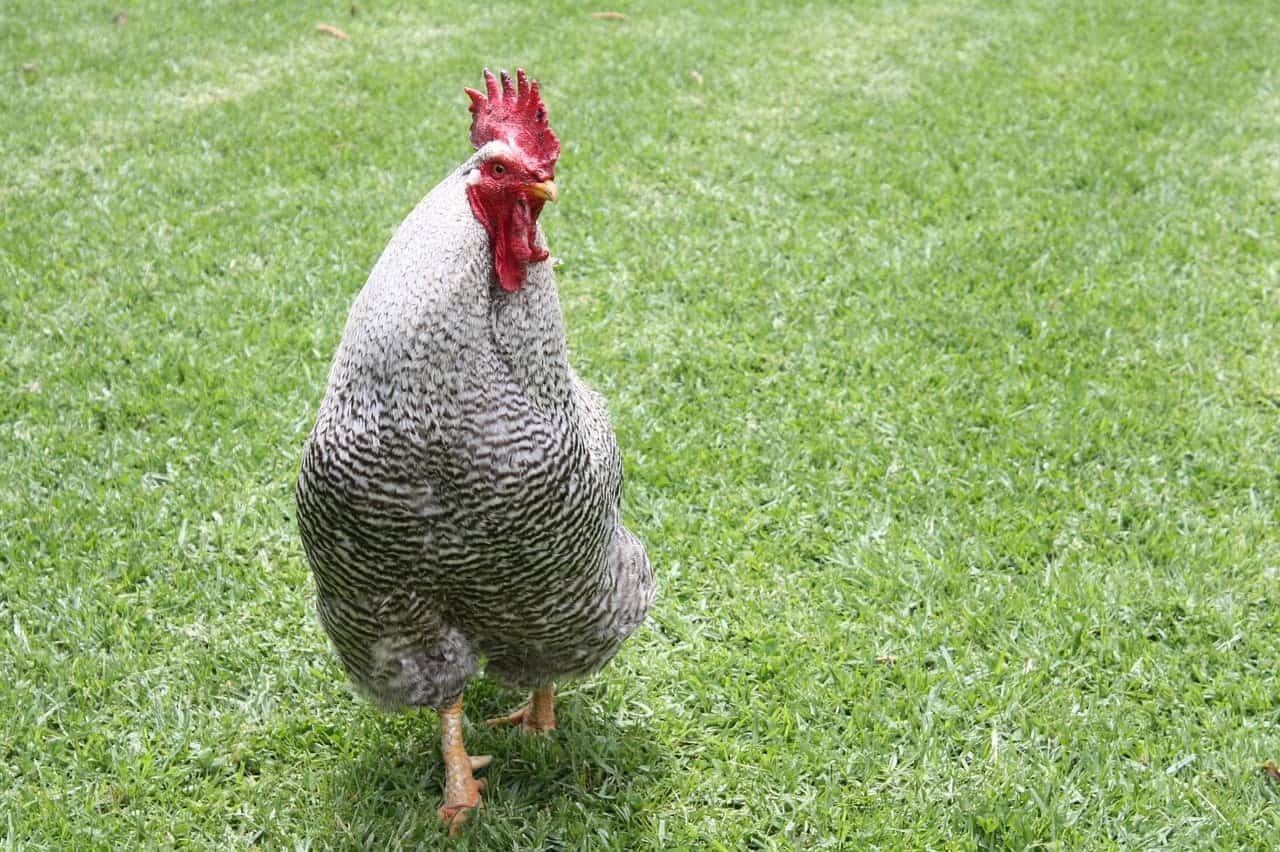 Dominique chicken