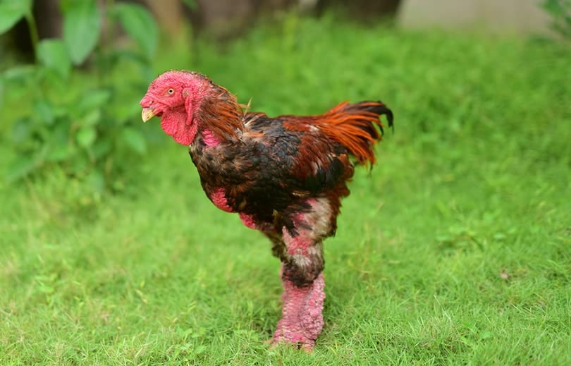 Dong Tao Chicken outside