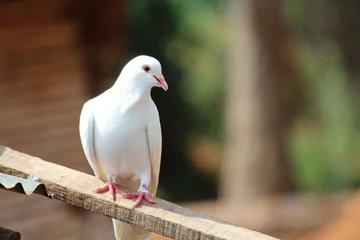 Doves