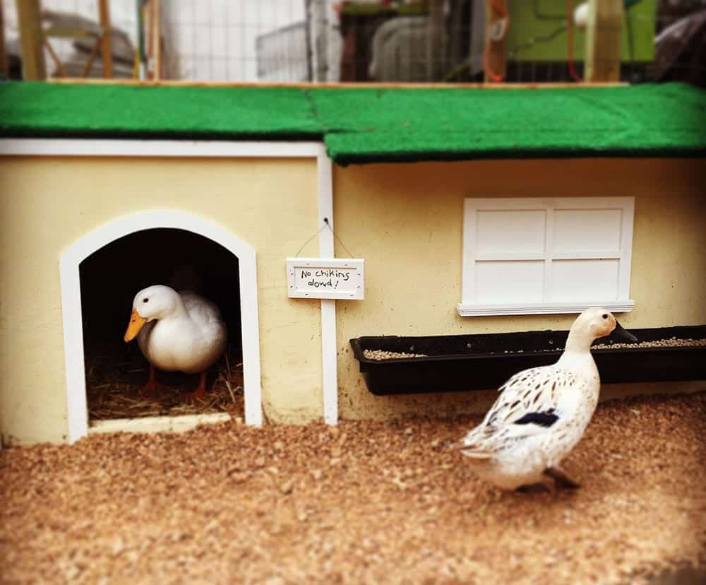 Duck House