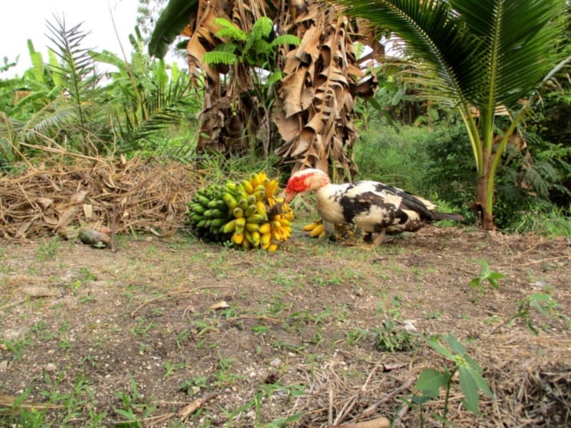 Duck pecking on bananas on the ground
