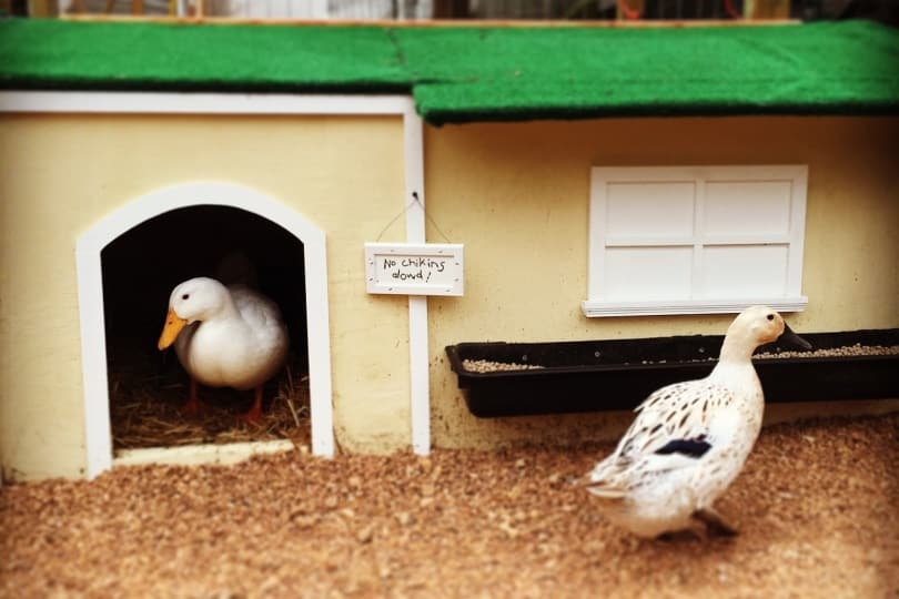Ducks in a duck pen