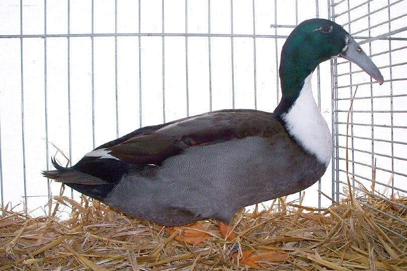 Dutch Hook Bill Duck