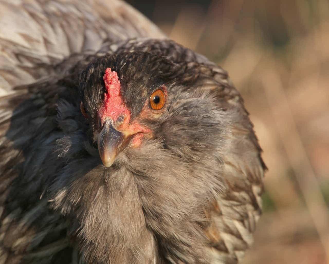 Easter Egger chicken