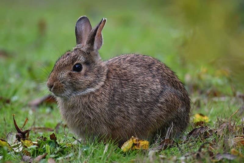 Eastern Cottontail Rabbit