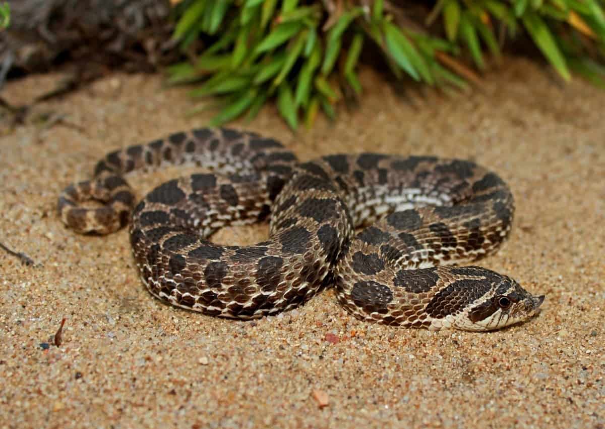 Eastern Massasauga Rattlesnake