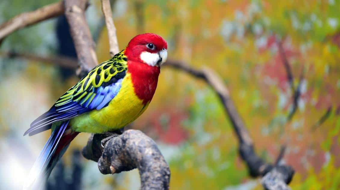 Eastern Rosella side view