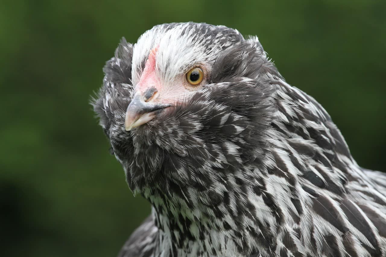 Faverolle chicken