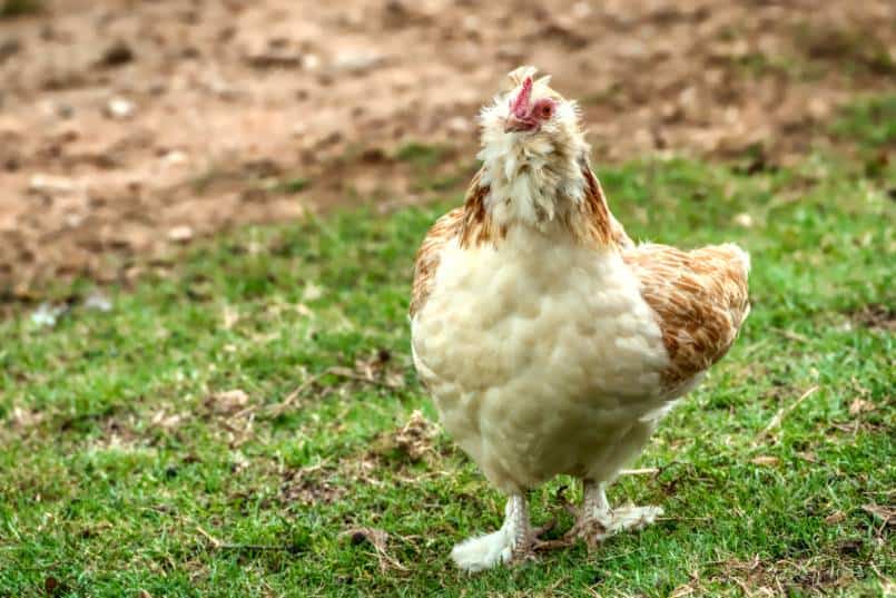 Faverolles Chicken