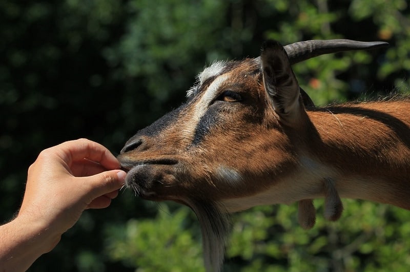 Feeding a goat