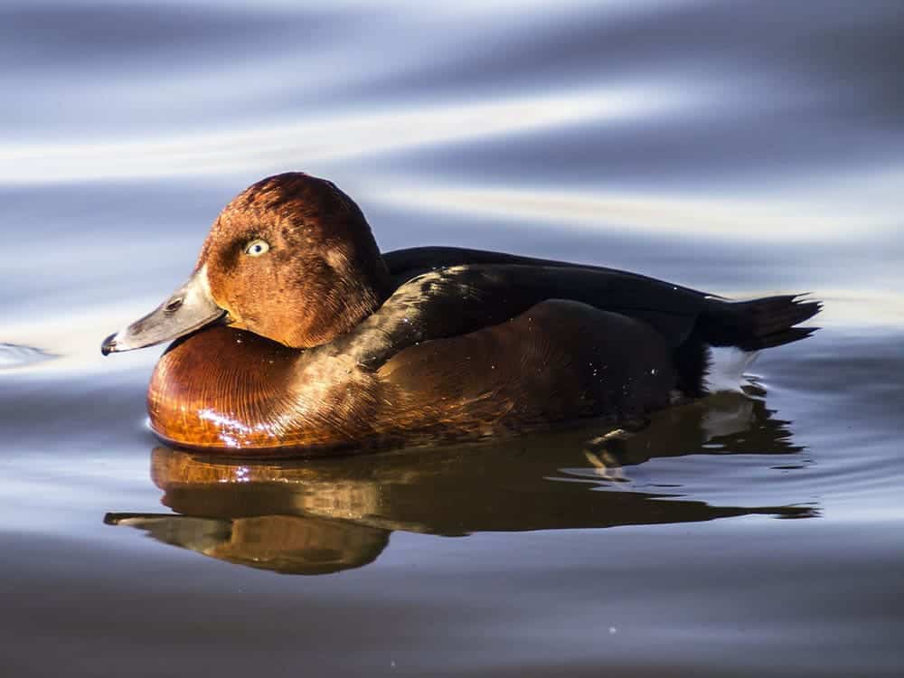Ferruginous Duck