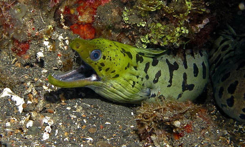 Yellowhead Moray Eel