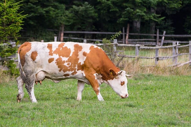 Fleckvieh cow