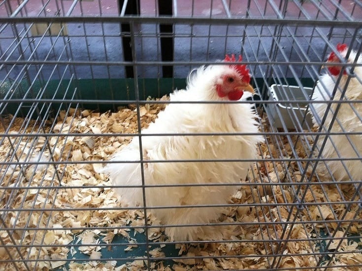 Frizzle Chicken
