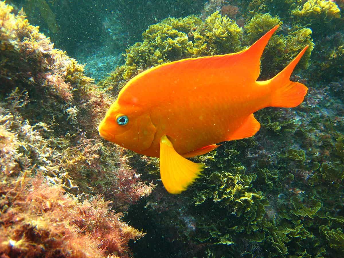 Garibaldi