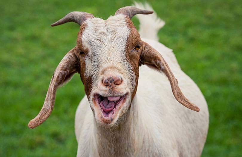 Goat Teeth