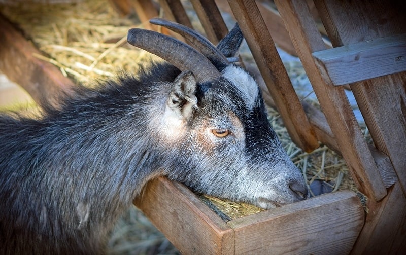 Goat eating