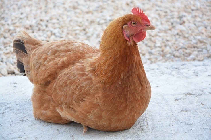 Golden Comet Chicken