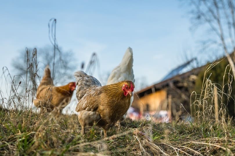 Group of Chicken