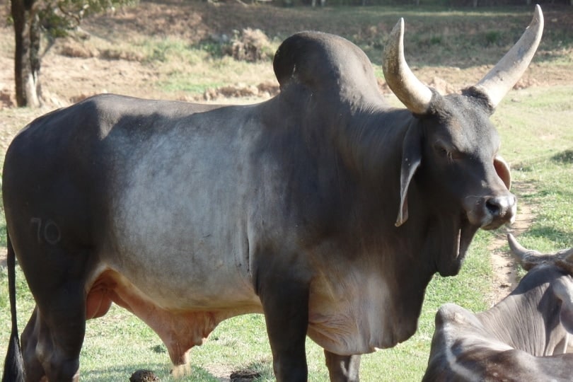 Guzerat bull portrait
