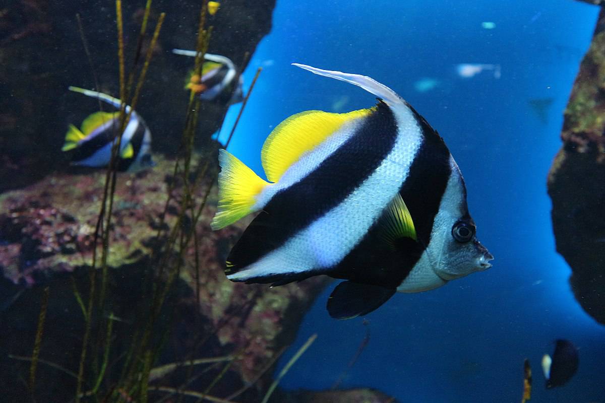 Black and White Heniochus