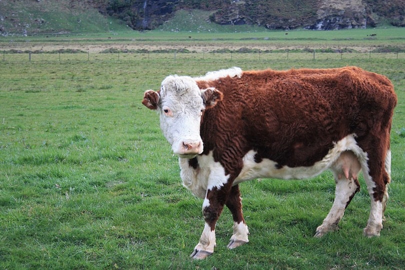 Hereford