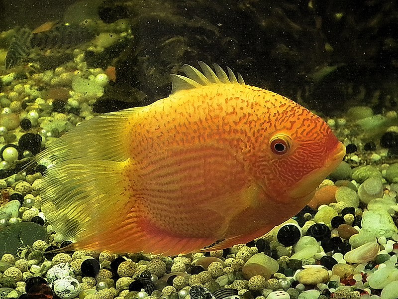 Gold Severum Cichlid