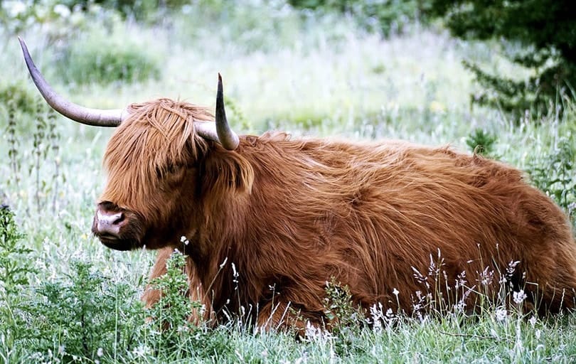 Highland Cow