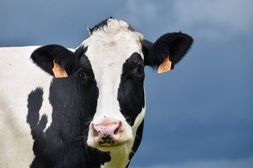 Holstein