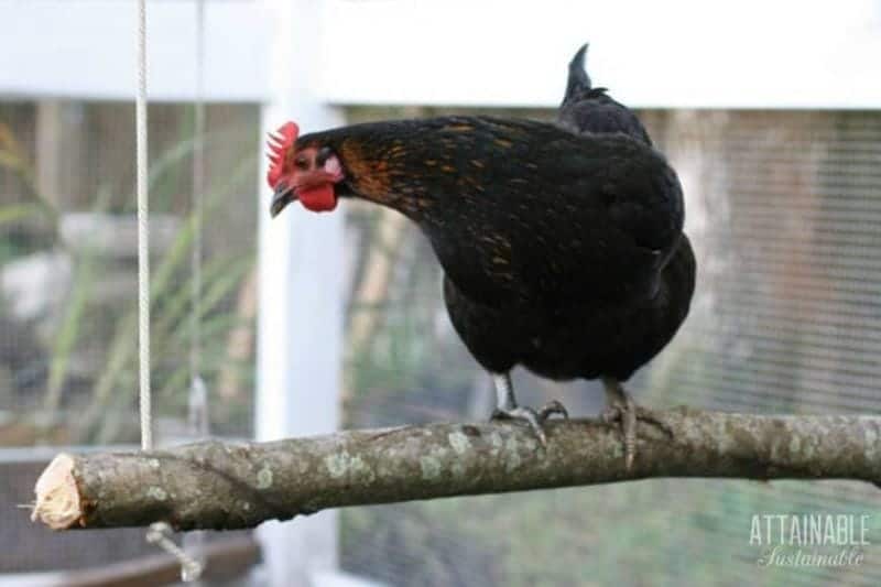 How to Make an Inexpensive Swing for Chickens (from Materials You Probably Have on Hand)