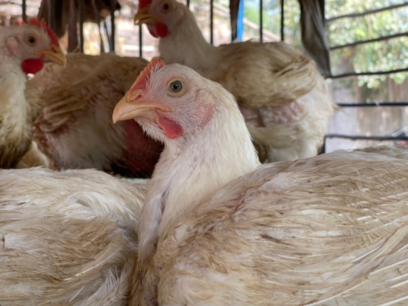 Hubbard chickens in a cage