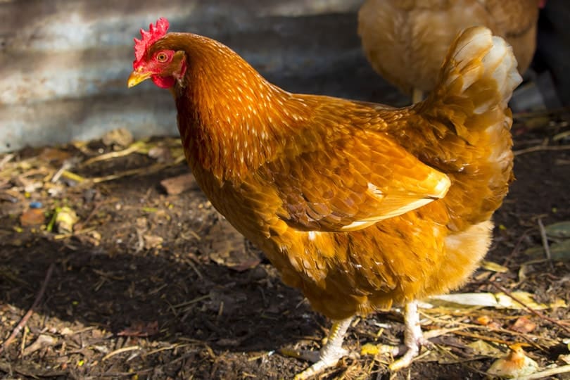 ISA Brown Chicken