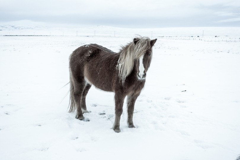 Icelandic Horse