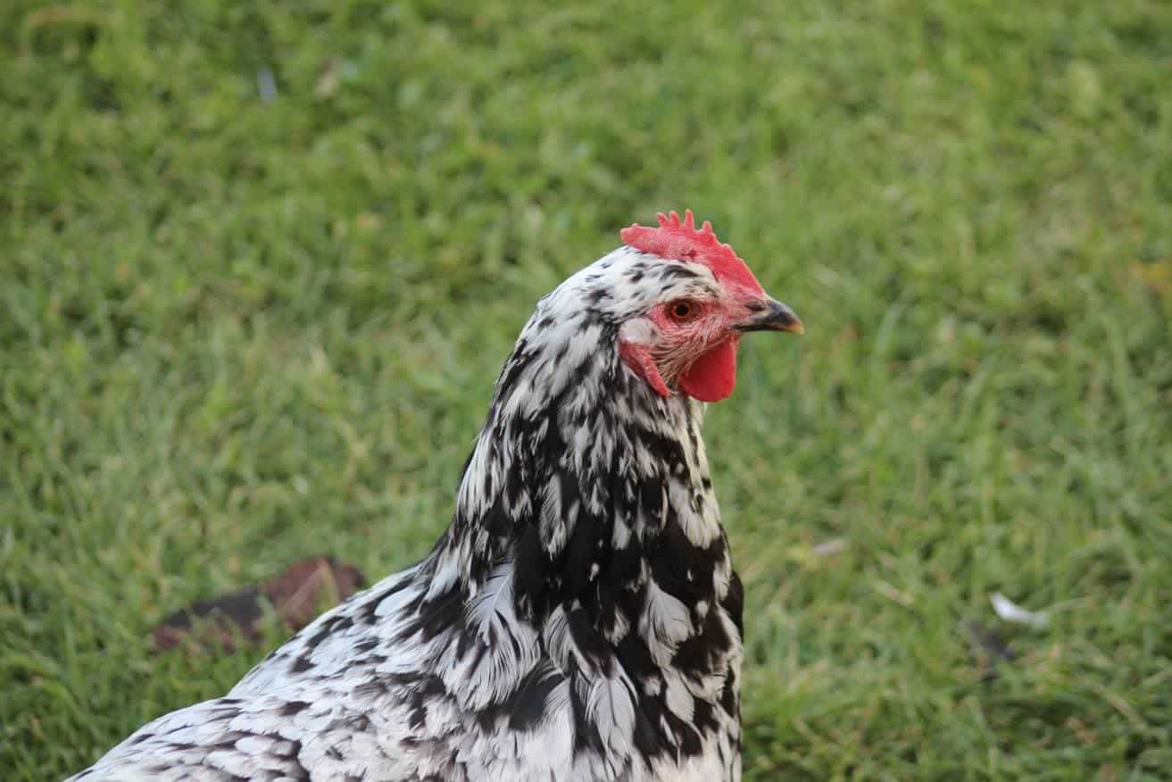 Java Chicken
