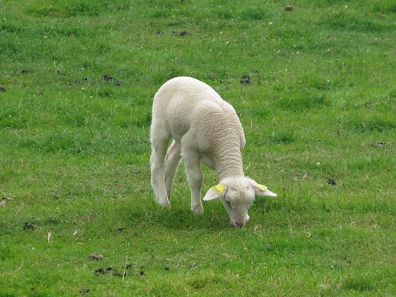 Jielbeaumadier_agneau_romane_1_bn_rambouillet_commons wikimedia