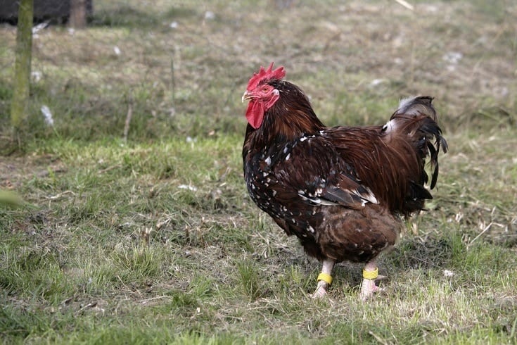 Jubilee,Orpington,,Male,,Domestic,Breed,Of,Fowl,,Warwickshire
