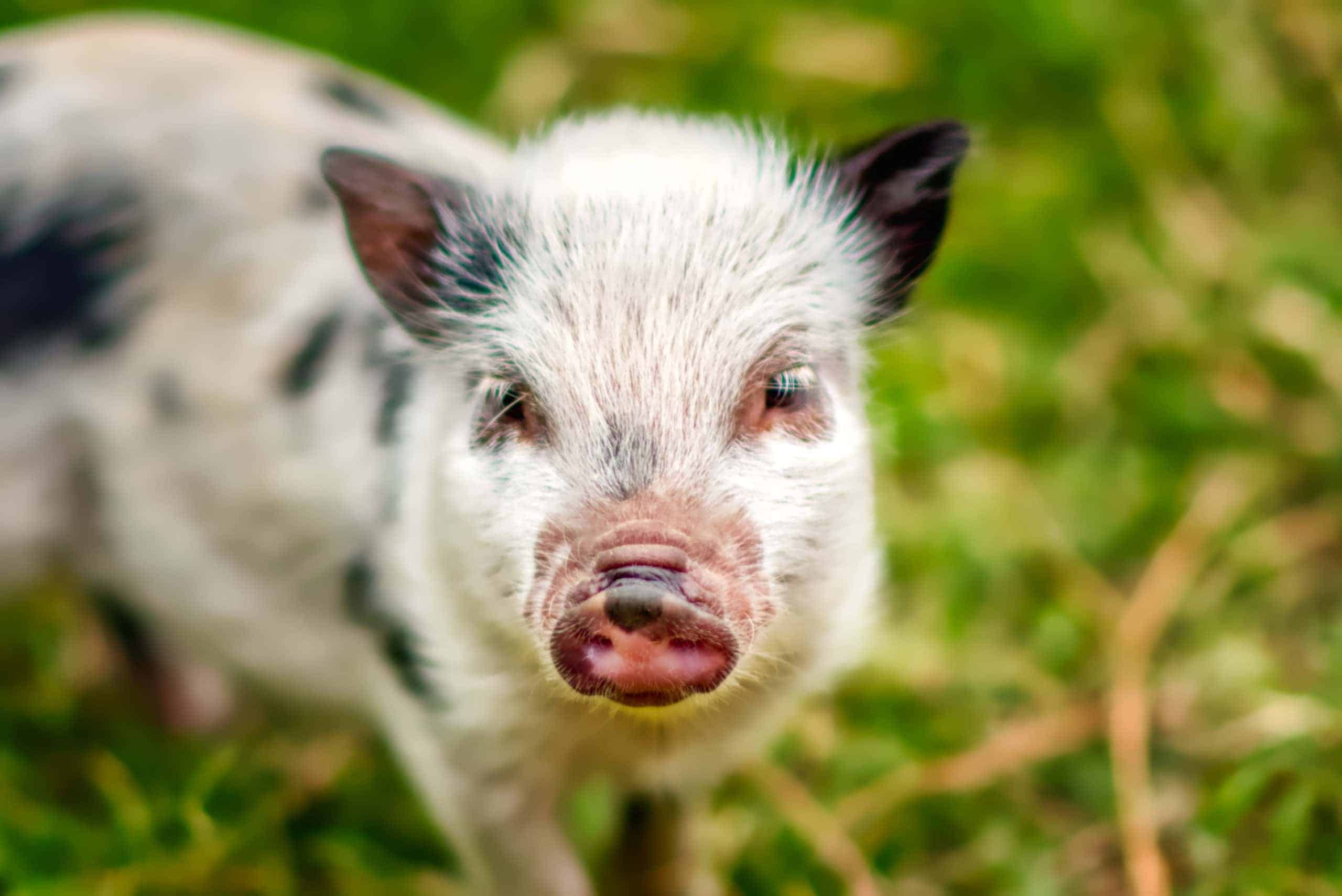 Eight,Week,Old,Juliana,Pigs.
