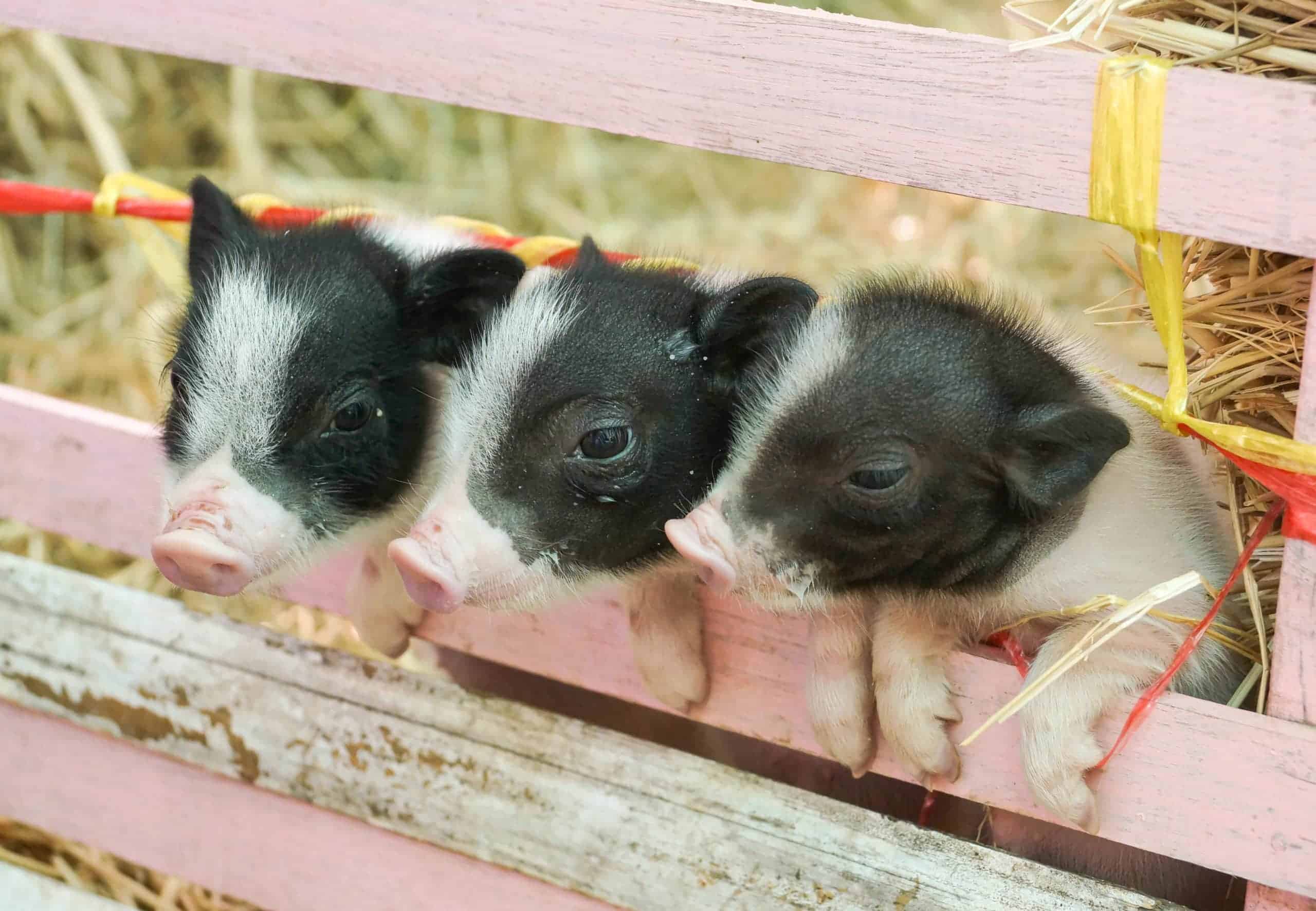 Miniature,Pigs,-,Juliana