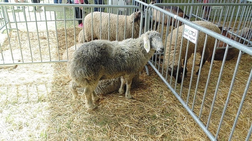 Karakul_sheep