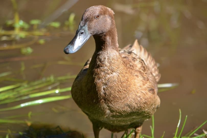 Khaki Campbell duck near the river