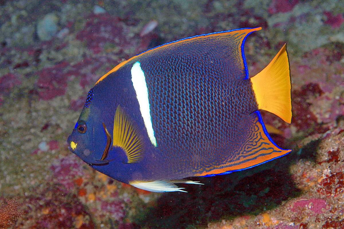 King Angelfish