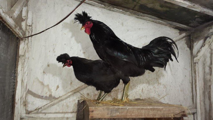 Kosovo Longcrower chickens