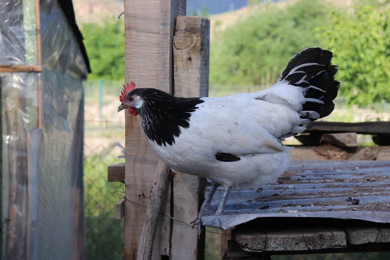 Lakenvelder chicken