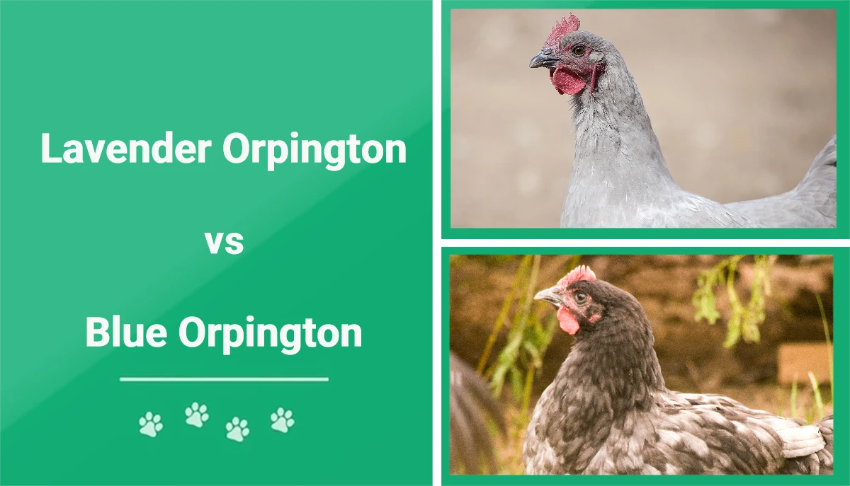 Lavender vs Blue Orpington - Featured Image