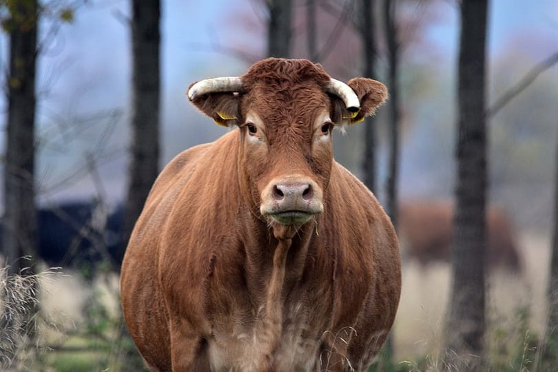 Limousin cow