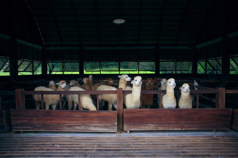 Llama indoor