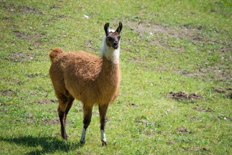 Llama