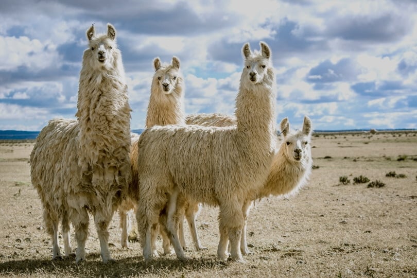 Llamas in the wild