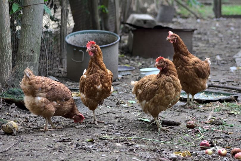 Lohmann brown chicken