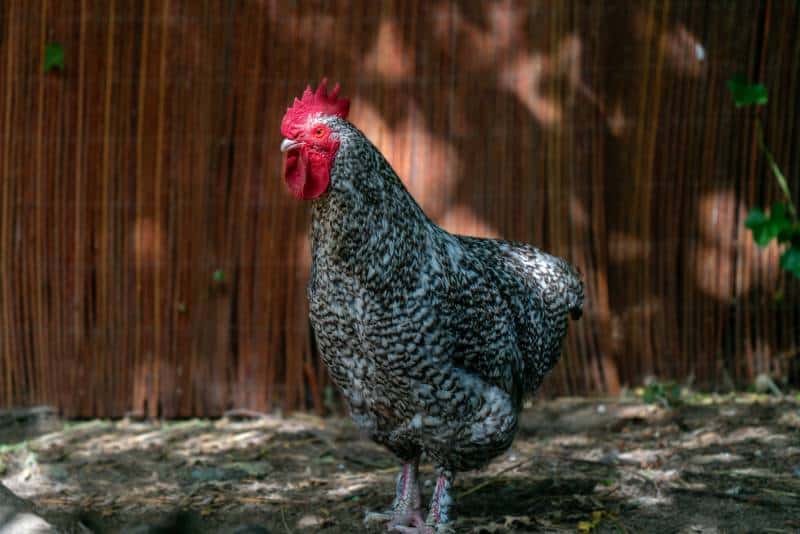 Malines or Mechelen chicken
